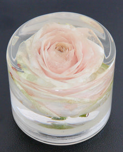Real White Rose - Small
