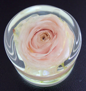 Real White Rose - Small