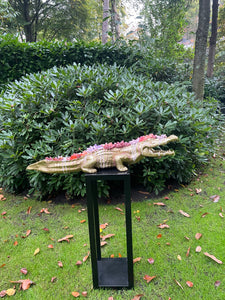 Crocodile gold